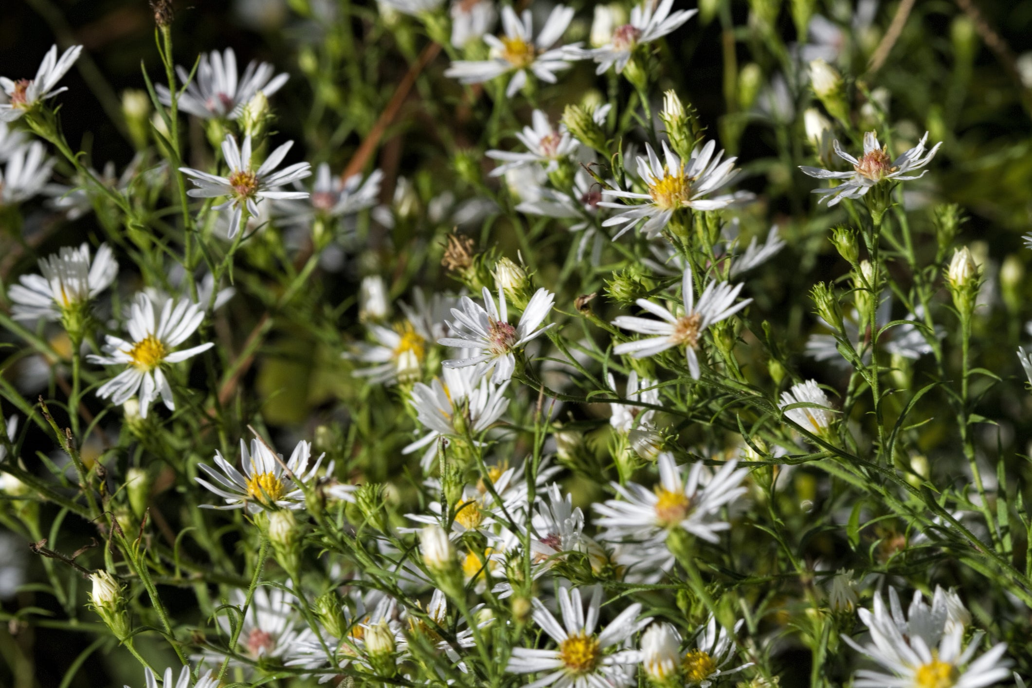 Snowbank False Aster