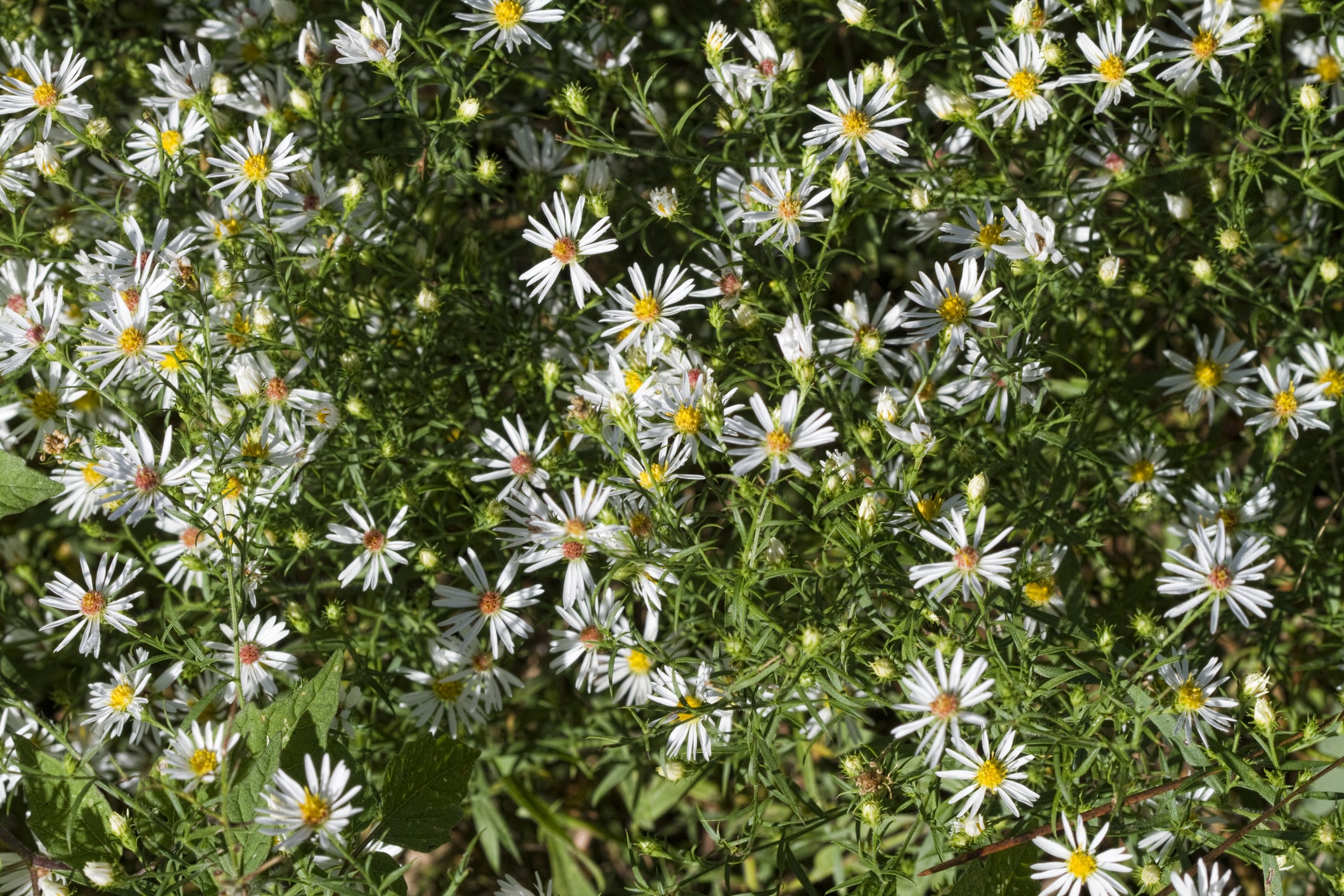 Snowbank False Aster