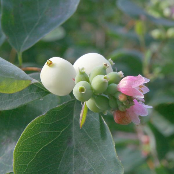 Snowberry With Flowers