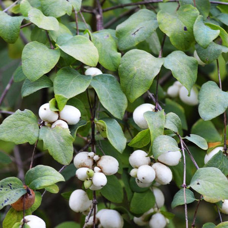 Snowberry With Berries