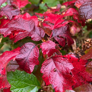 Snowcicle Oakleaf Hydrangea (Hydrangea quercifolia ‘Snowcicle’ PP33,072) growing in a garden landscape, showing mature shrub form.
