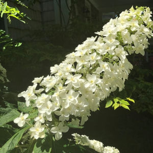 Snowcicle Oakleaf Hydrangea (Hydrangea quercifolia ‘Snowcicle’ PP33,072), a shrub featuring white flowers and deciduous.