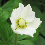 Snowdrop Anemone - Nature Hills Nursery - #1 Container - 