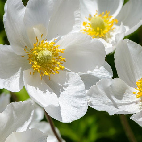 Close-up of white anemone flowers on Snowdrop Anemone.