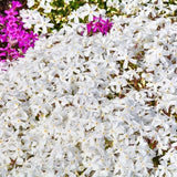 Snowflake Creeping Phlox - Nature Hills Nursery - #1 Container - 