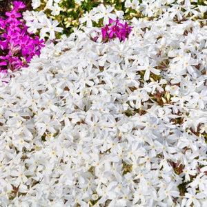 Snowflake Creeping Phlox - Nature Hills Nursery - #1 Container - 