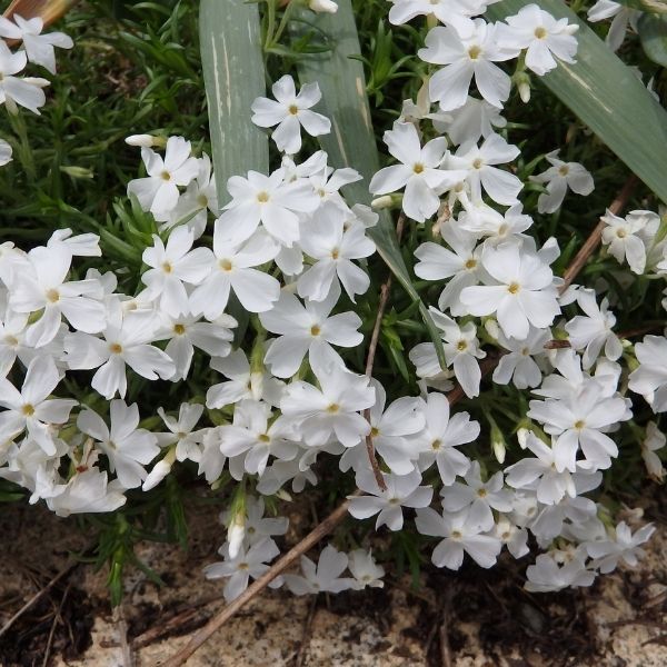 Snowflake Creeping Phlox - Nature Hills Nursery - #1 Container - 