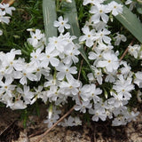 Snowflake Creeping Phlox - Nature Hills Nursery - #1 Container - 