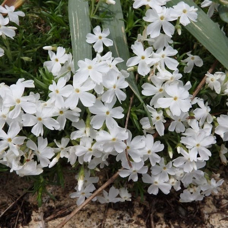 Snowflake Creeping Phlox - Nature Hills Nursery - #1 Container - 