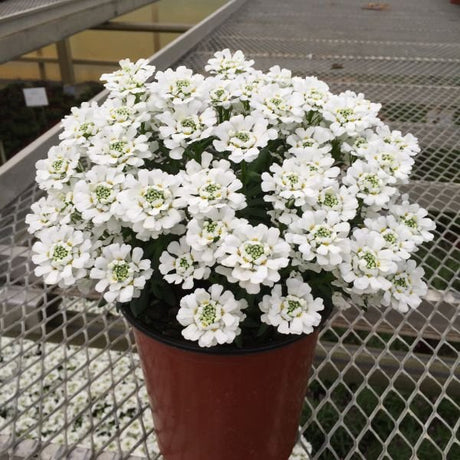 Close-up of white iberis flowers on Snowsurfer™ Forte Candytuft blooming in early spring to late spring.
