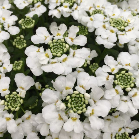 Snowsurfer™ Forte Candytuft (Iberis sempervirens 'Forte'), a perennial featuring white flowers and perennial.