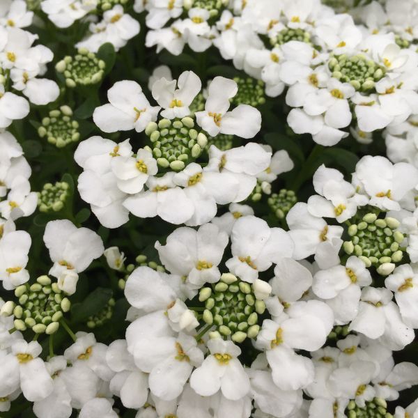 Snowsurfer™ Forte Candytuft | Buy at NatureHills.com