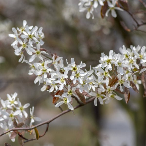 Snowy Mespilus Serviceberry - Bush - Nature Hills Nursery - 3 Container - 