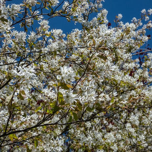 Snowy Mespilus Serviceberry - Bush - Nature Hills Nursery - 3 Container - 