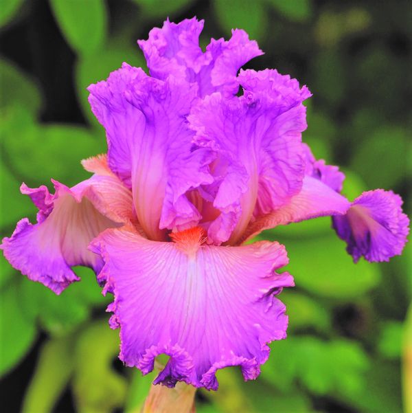 Social Graces Tall Bearded Iris - Nature Hills Nursery - Bare Root Iris - 