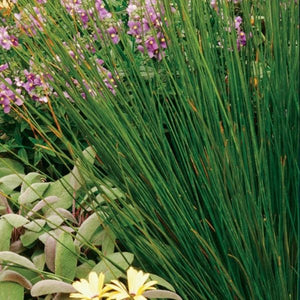 Soft Rush Grass