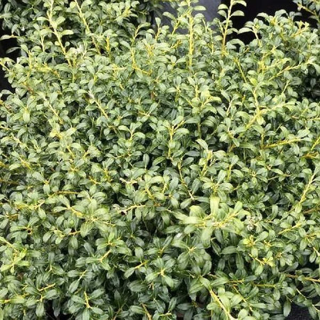 Soft Touch Japanese Holly
