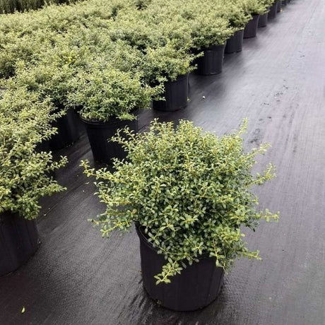Close-up of white ilex flowers on Soft Touch Japanese Holly blooming in late spring.