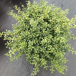 Broad-Leaved Evergreen foliage of Soft Touch Japanese Holly (Ilex crenata 'Soft Touch') in a garden setting.