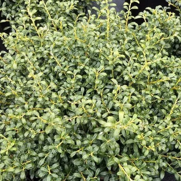 Soft Touch Japanese Holly (Ilex crenata 'Soft Touch'), a shrub featuring white flowers and broad-leaved evergreen.