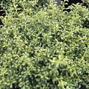 Soft Touch Japanese Holly (Ilex crenata 'Soft Touch'), a shrub featuring white flowers and broad-leaved evergreen.
