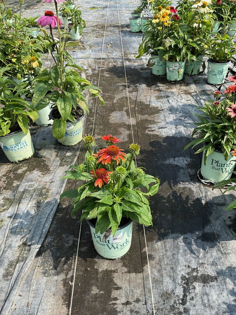 Sombrero® Fiesta Orange Coneflower (Echinacea x 'Balsomstor') plant, crop photo - Jun 27, 2025