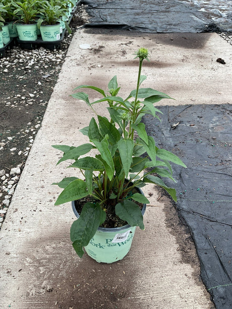 Sombrero® Tres Amigos Coneflower (Echinacea x hybrida 'Balsomtresgo') plant, crop photo - May 19, 2025