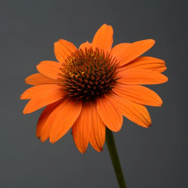 Sombrero&reg; Adobe Orange Coneflower - Nature Hills Nursery - Quart Container - 