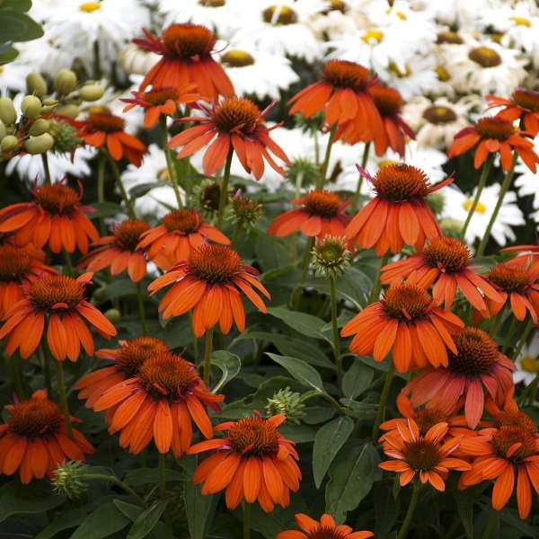 Sombrero&reg; Adobe Orange Coneflower - Nature Hills Nursery - Quart Container - 