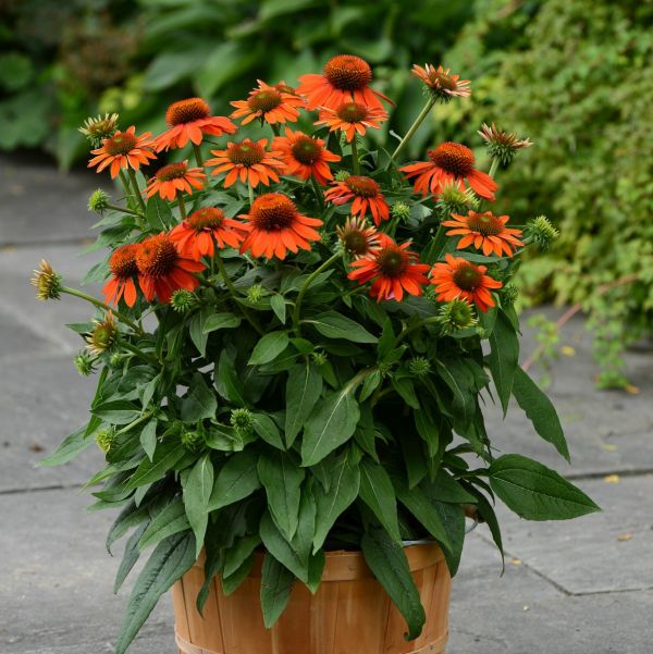 Sombrero&reg; Adobe Orange Coneflower - Nature Hills Nursery - Quart Container - 
