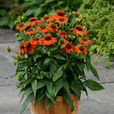 Sombrero&reg; Adobe Orange Coneflower - Nature Hills Nursery - Quart Container - 