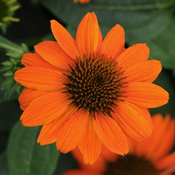 Sombrero&reg; Adobe Orange Coneflower - Nature Hills Nursery - Quart Container - 