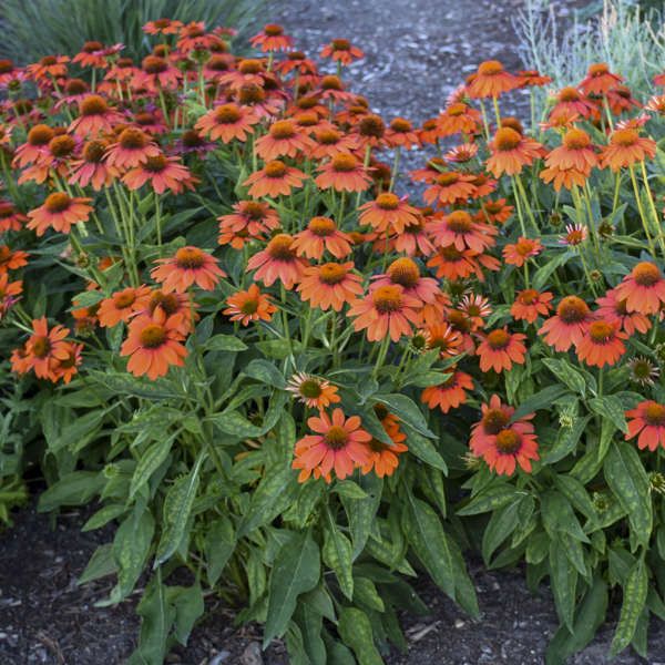 Sombrero&reg; Adobe Orange Coneflower - Nature Hills Nursery - Quart Container - 
