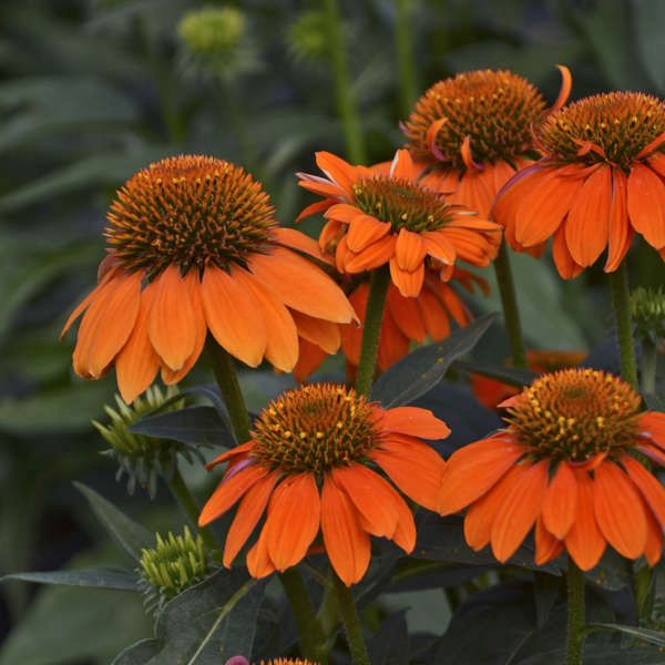 Sombrero&reg; Adobe Orange Coneflower - Nature Hills Nursery - Quart Container - 