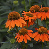 Sombrero&reg; Adobe Orange Coneflower - Nature Hills Nursery - Quart Container - 