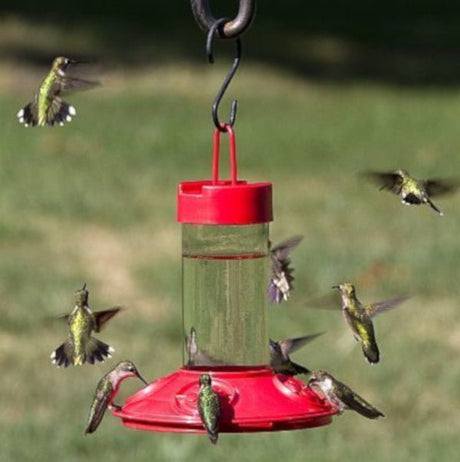 Songbird Essentials 16 Ounce Red Dr. JB's Hummingbird Feeder - Nature Hills Nursery - 16 oz - 