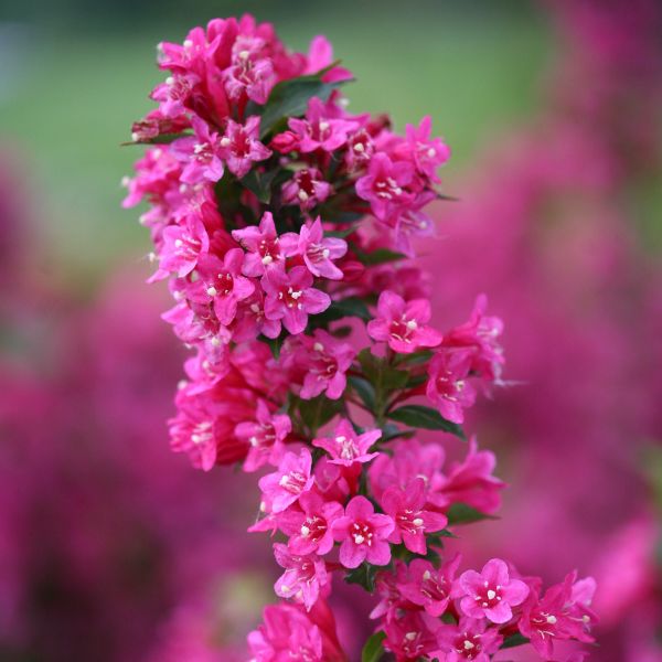 新品未使用　OHGA FLOWER JAGUARD ピンク Sonic Bloom® Pink Reblooming Weigela | Buy at NatureHills.com