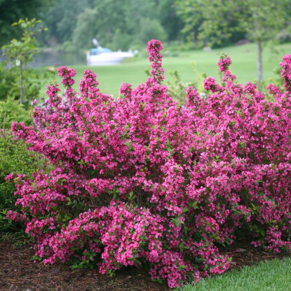 Sonic Bloom® Pink Reblooming Weigela | Buy at NatureHills.com