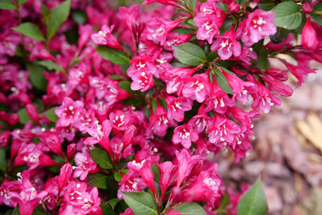 Sonic Bloom Punch Weigela shrub, side view