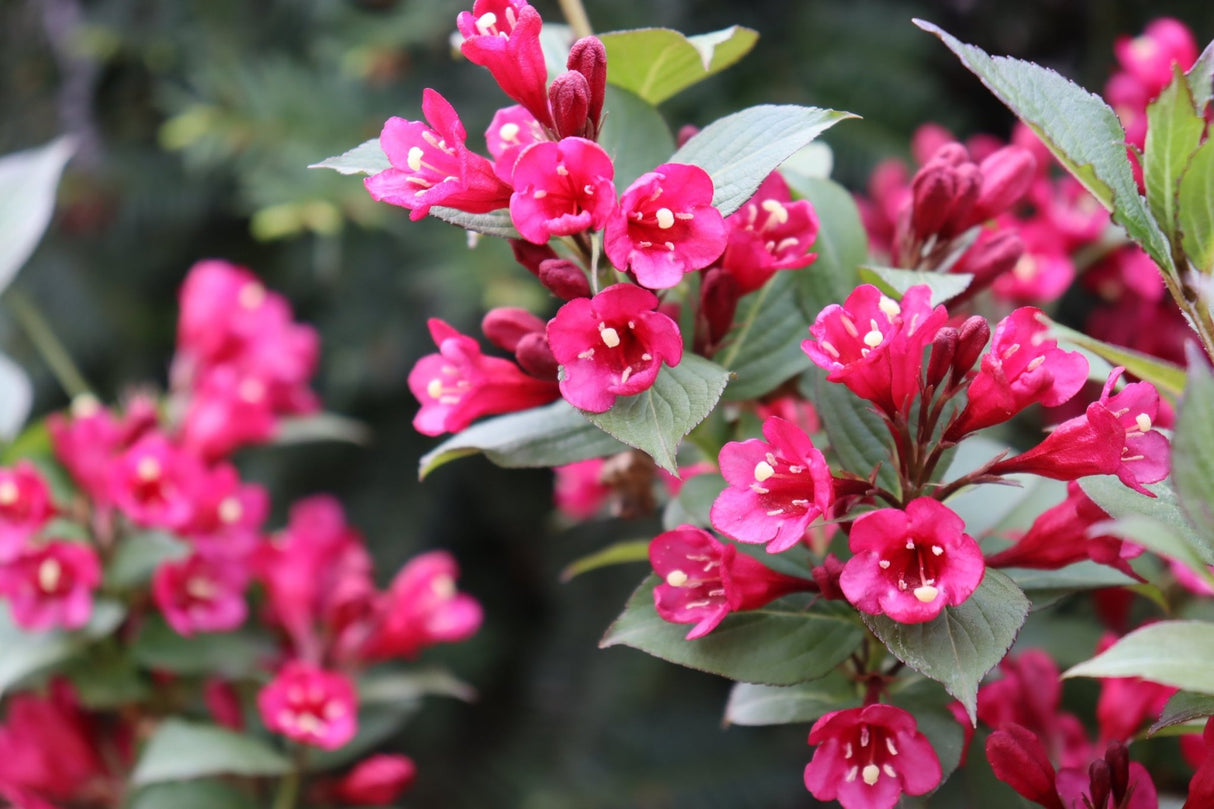 Sonic Bloom Punch Weigela shrub, detail view