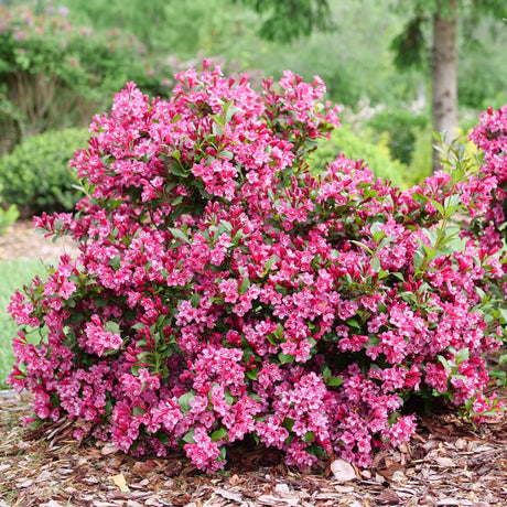 Sonic Bloom Punch Weigela shrub, lifestyle view