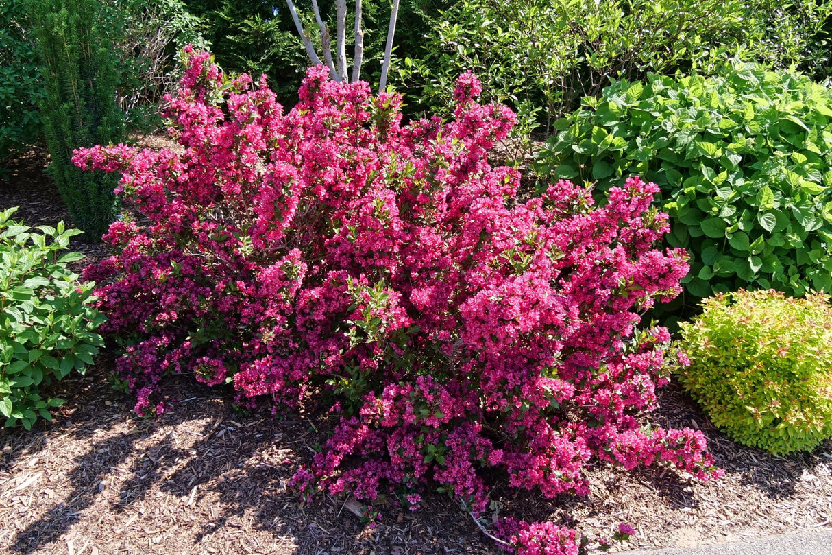 Sonic Bloom Punch Weigela shrub, close-up