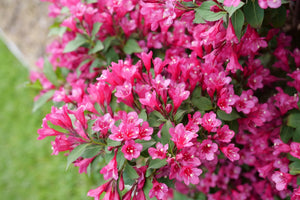 Sonic Bloom Punch Weigela shrub, garden view