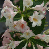 Sonic Bloom&reg; Pearl Reblooming Weigela