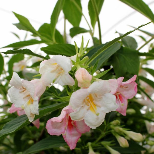 Sonic Bloom&reg; Pearl Reblooming Weigela