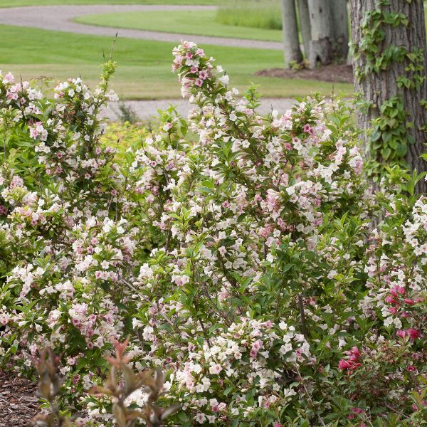 Sonic Bloom&reg; Pearl Reblooming Weigela