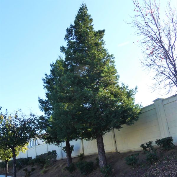 Soquel Coast Redwood Tree - Nature Hills Nursery - #1 Container - 