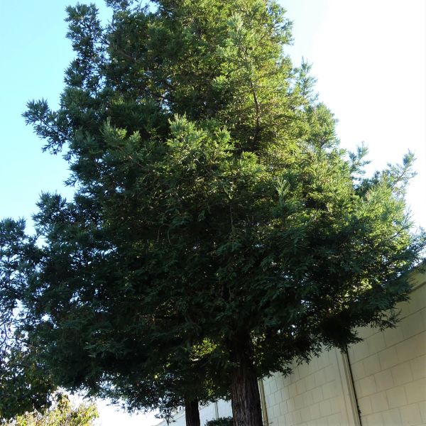 Soquel Coast Redwood Tree - Nature Hills Nursery - #1 Container - 