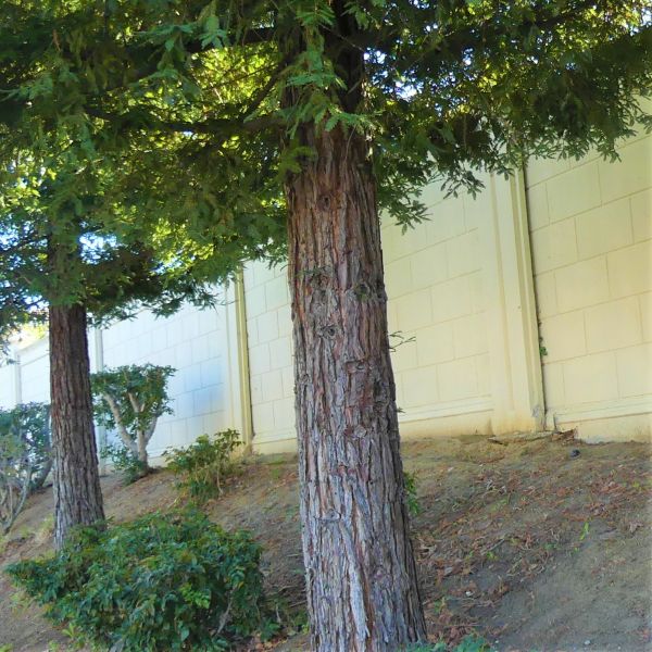 Soquel Coast Redwood Tree - Nature Hills Nursery - #1 Container - 
