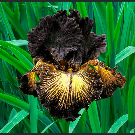 Sorbonne Tall Bearded Iris - Nature Hills Nursery - Bare Root Iris - 